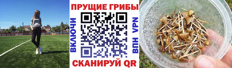 Галлюциногенные грибы мухоморы  OMG tor  Судогда  купить закладку 